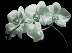orchids